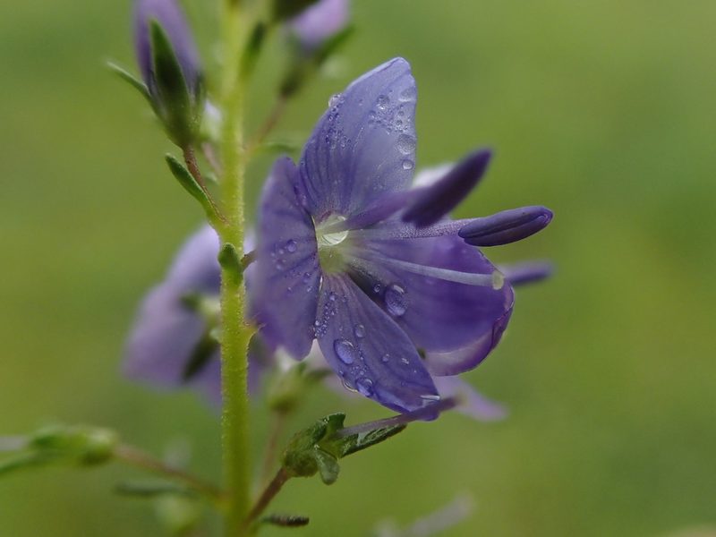 Veronica satureiifolia, photographed by Adrien BENOIT à la GUILLAUME