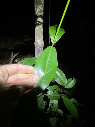 Acronychia wilcoxiana, photographed by Greg Tasney