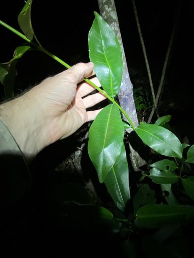 Acronychia wilcoxiana, photographed by Greg Tasney
