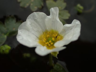 Ranunculus peltatus, photographed by Adrien BENOIT à la GUILLAUME