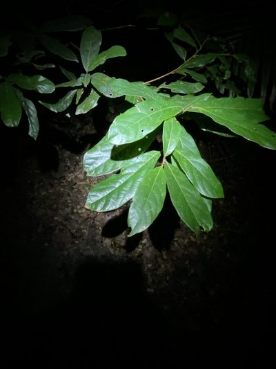 Litsea australis, photographed by Greg Tasney