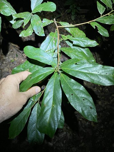 Litsea australis, photographed by Greg Tasney