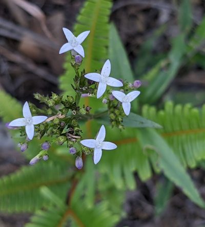 Hedyotis lancea, photographed by portioid