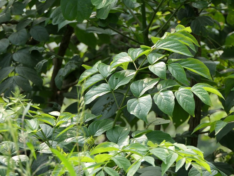 Radermachera xylocarpa, photographed by Dinesh Valke