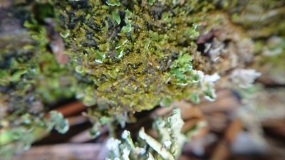 Crossocalyx hellerianus, photographed by Matti Aalto