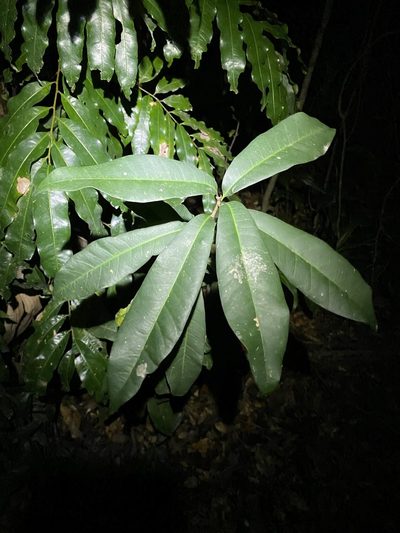 Pleioluma queenslandica, photographed by Greg Tasney