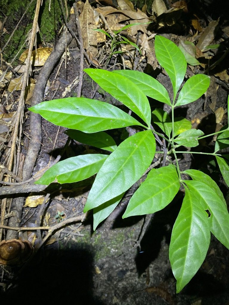 Melicope vitiflora, photographed by Greg Tasney