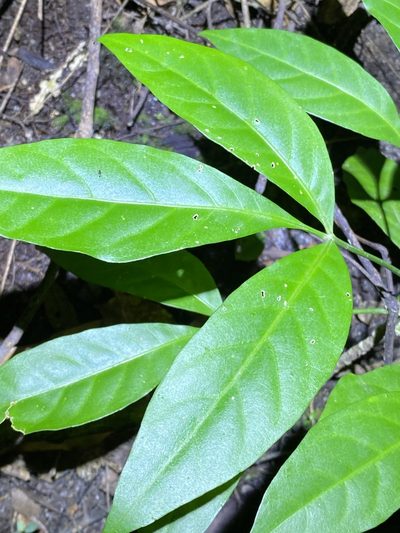 Melicope vitiflora, photographed by Greg Tasney