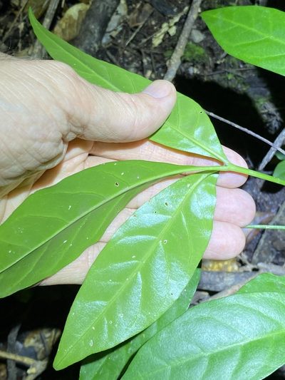 Melicope vitiflora, photographed by Greg Tasney