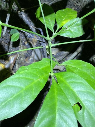 Melicope vitiflora, photographed by Greg Tasney