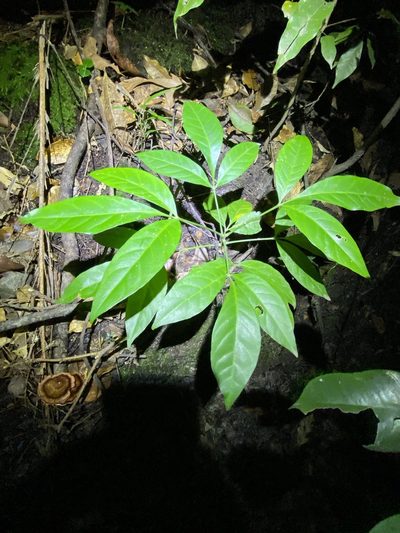 Melicope vitiflora, photographed by Greg Tasney