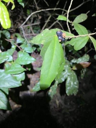 Myrsine subsessilis, photographed by Greg Tasney