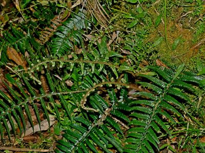 Polystichum luctuosum, photographed by Jacy Chen