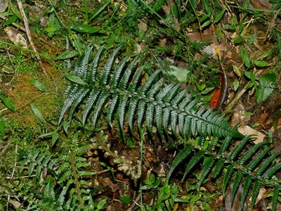 Polystichum luctuosum, photographed by Jacy Chen