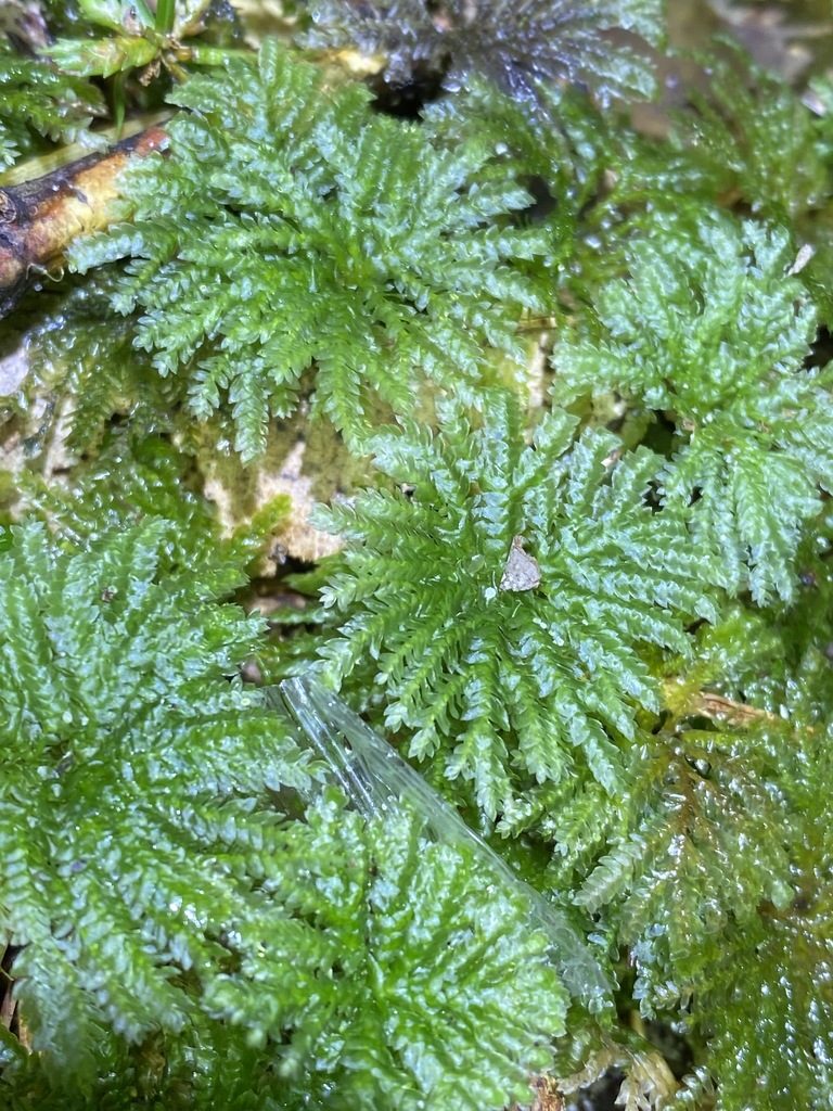 Hypopterygium discolor, photographed by Greg Tasney