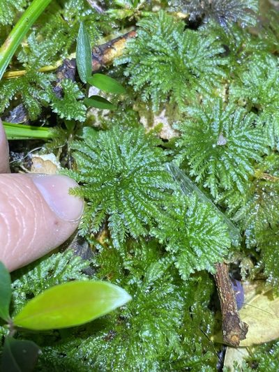 Hypopterygium discolor, photographed by Greg Tasney