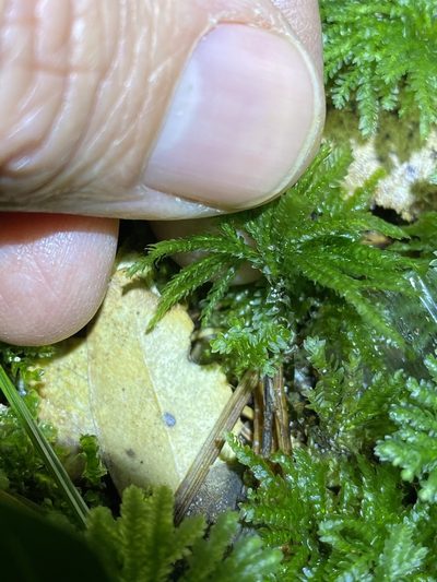 Hypopterygium discolor, photographed by Greg Tasney
