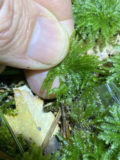 Hypopterygium discolor, photographed by Greg Tasney