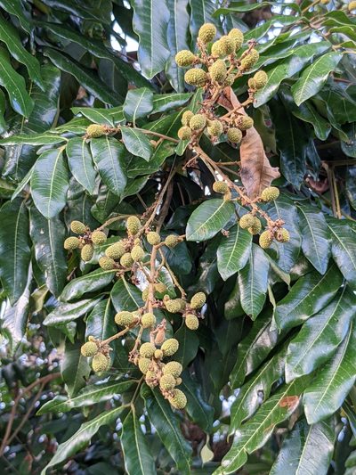 Litchi chinensis, photographed by portioid