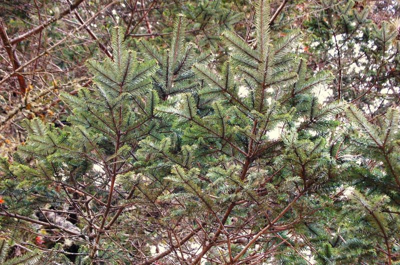 Abies guatemalensis, photographed by Neptalí Ramírez Marcial