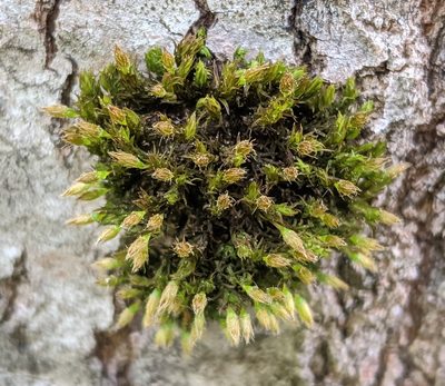 Lewinskya speciosa, photographed by Denis Otkydach