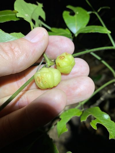 Acronychia wilcoxiana, photographed by Greg Tasney
