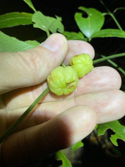 Acronychia wilcoxiana, photographed by Greg Tasney