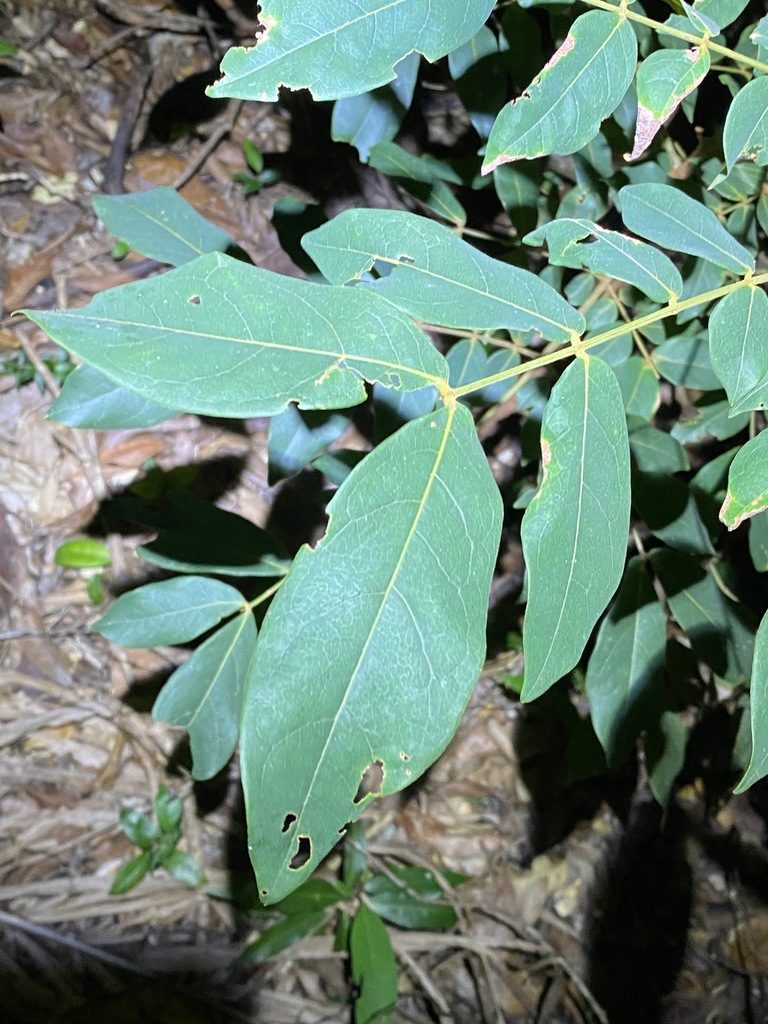 Archidendron lovelliae, photographed by Greg Tasney