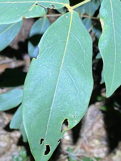 Archidendron lovelliae, photographed by Greg Tasney