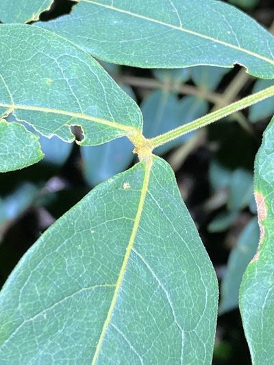 Archidendron lovelliae, photographed by Greg Tasney