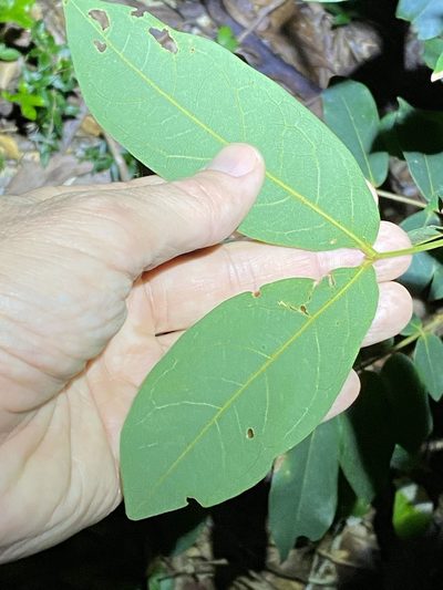 Archidendron lovelliae, photographed by Greg Tasney