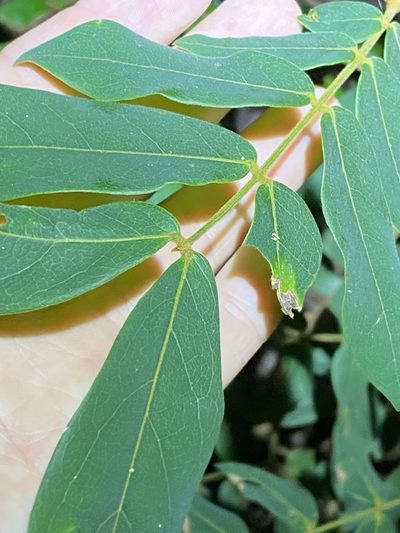 Archidendron lovelliae, photographed by Greg Tasney