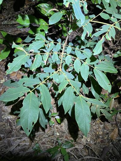 Archidendron lovelliae, photographed by Greg Tasney