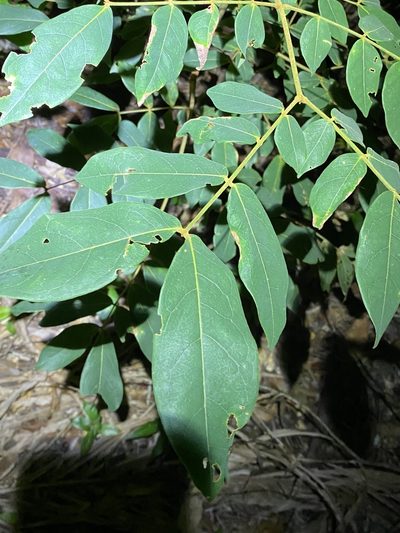 Archidendron lovelliae, photographed by Greg Tasney