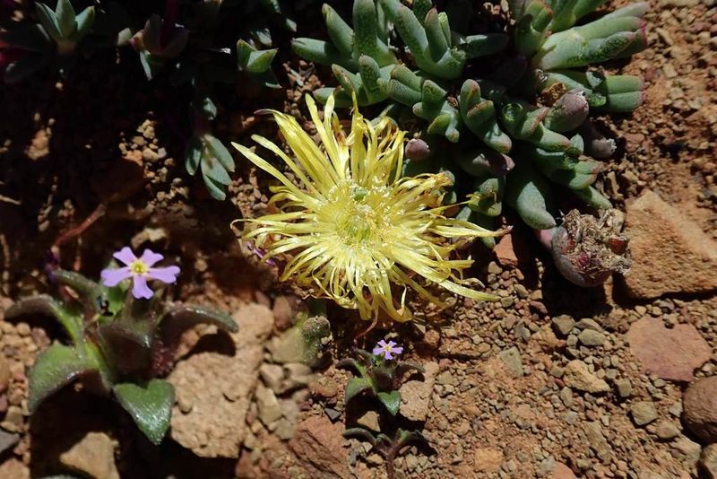 Zaluzianskya minima, photographed by Peter Warren