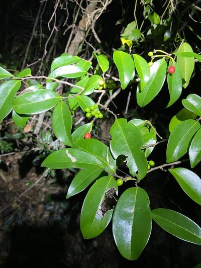 Huberantha nitidissima, photographed by Greg Tasney