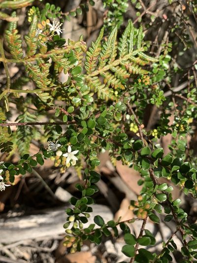 Leionema lamprophyllum, photographed by Guy Taseski