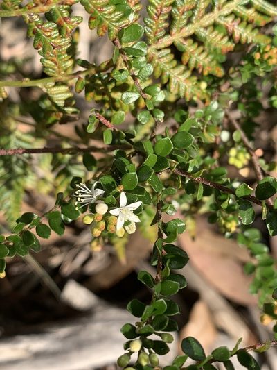 Leionema lamprophyllum, photographed by Guy Taseski