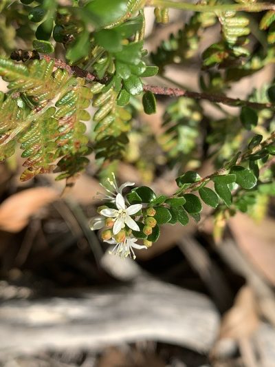 Leionema lamprophyllum, photographed by Guy Taseski