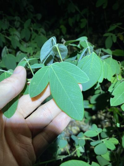 Grona nemorosa, photographed by Greg Tasney