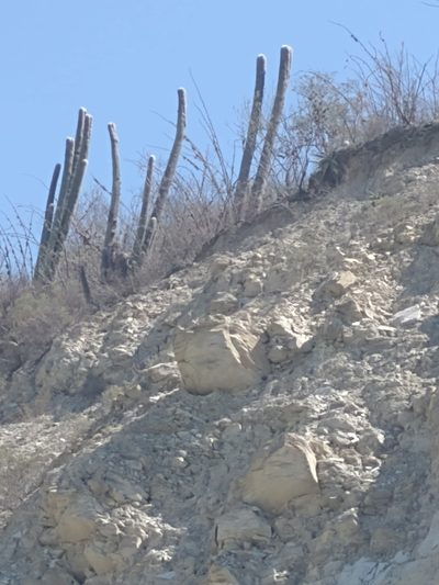 Cephalocereus senilis, photographed by Juan Cruzado Cortés