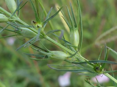 Parasopubia delphiniifolia, photographed by Dinesh Valke