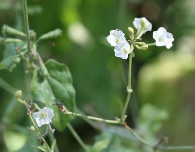 Boerhavia plumbaginea, photographed by Alan Manson