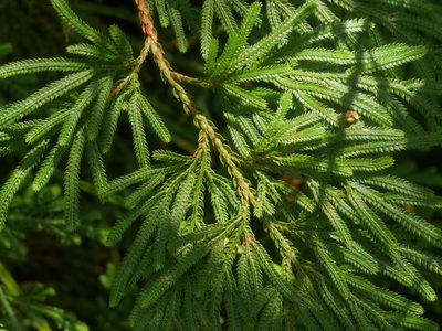 Selaginella involvens, photographed by Jacy Chen