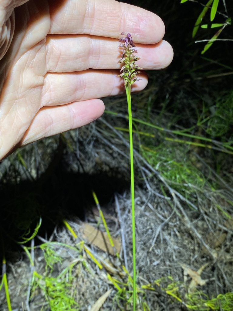 Genoplesium psammophilum, photographed by Greg Tasney