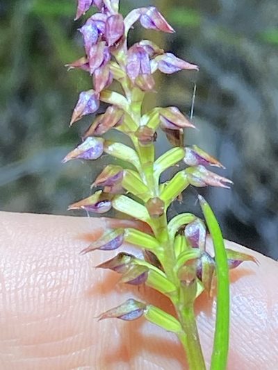 Genoplesium psammophilum, photographed by Greg Tasney