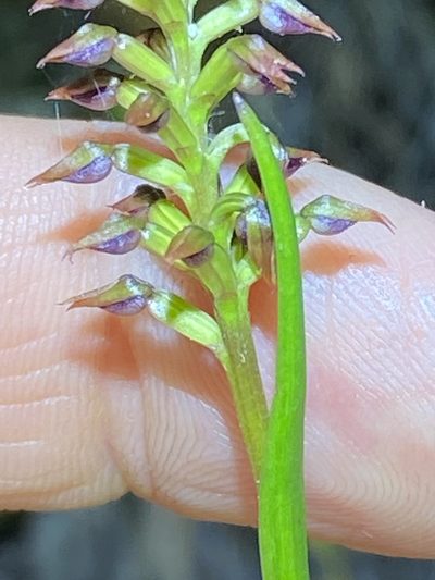 Genoplesium psammophilum, photographed by Greg Tasney