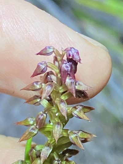 Genoplesium psammophilum, photographed by Greg Tasney