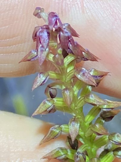 Genoplesium psammophilum, photographed by Greg Tasney