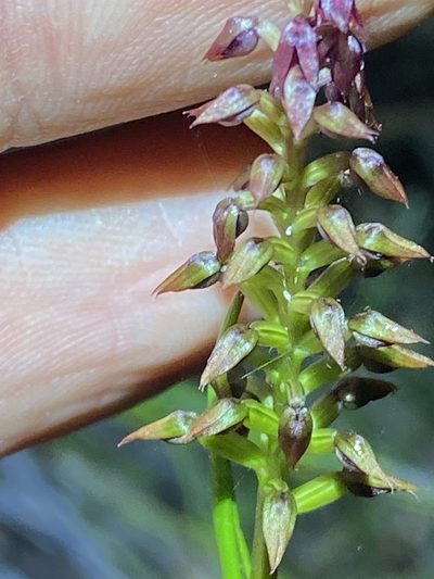Genoplesium psammophilum, photographed by Greg Tasney